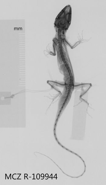 Media type: image;   Herpetology R-109944 Aspect: dorsoventral x-ray